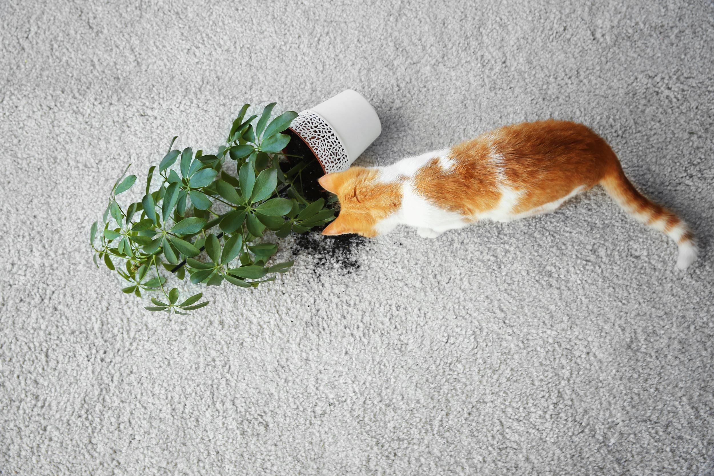 Liability Insurance A cat next to a broken jar with a plant